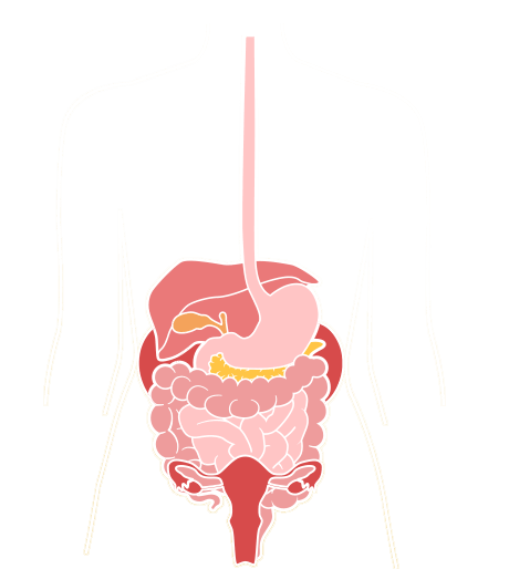 intestinal transit diagram